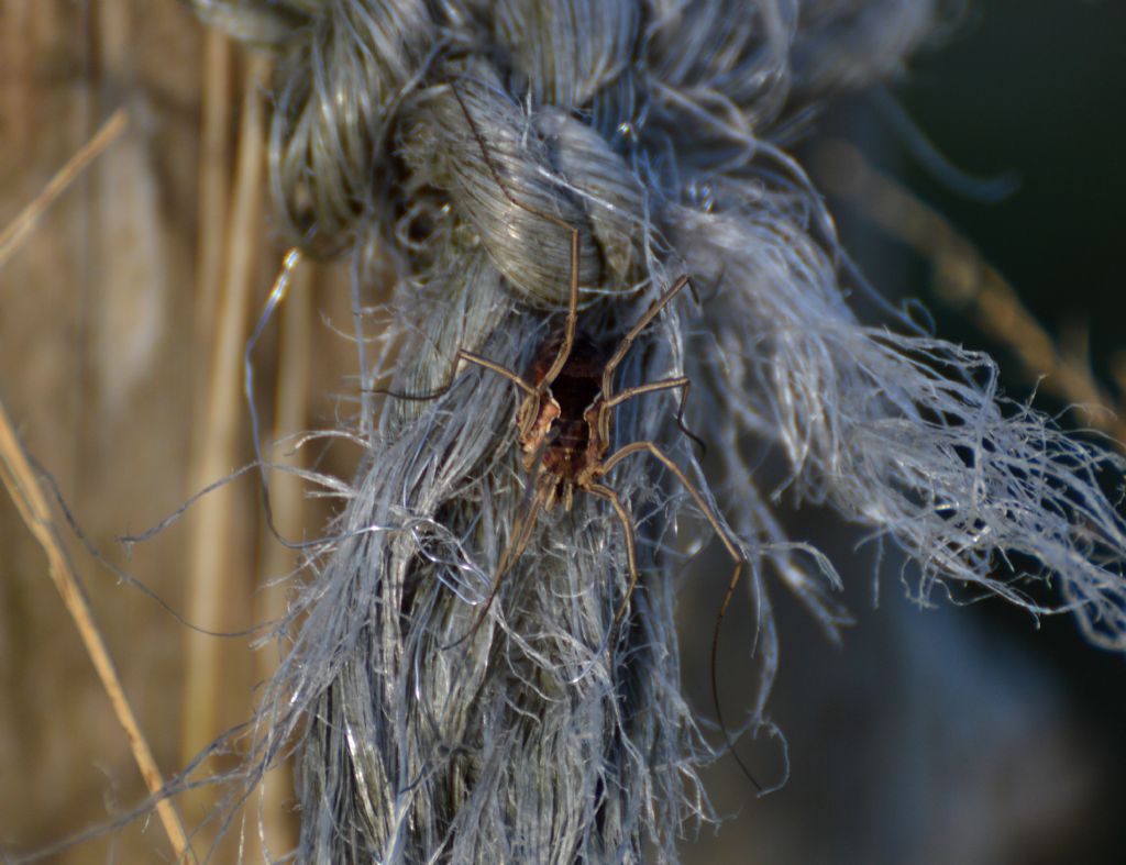Metaphalangium sp.